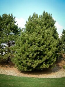 Сосна Чёрная (Pinus Nigra) купить по цене от 270.00р. в интернет-магазине «Посадика» с доставкой почтой в в Вязникие и по всей России – [изображение №1].