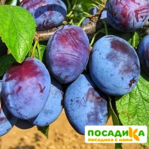 Слива Чачакская ранняя купить по цене от 229.00р. в интернет-магазине «Посадика» с доставкой почтой в в Вязникие и по всей России – [изображение №1].