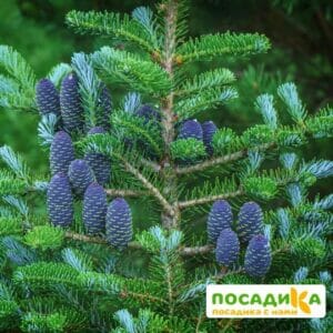 Пихта корейская (Abies koreana) купить по цене от 450.00р. в интернет-магазине «Посадика» с доставкой почтой в в Вязникие и по всей России – [изображение №1].