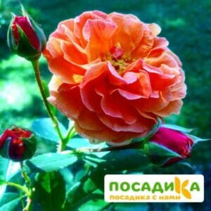 Роза Арабия купить по цене от 350.00р. в интернет-магазине «Посадика» с доставкой почтой в в Вязникие и по всей России – [изображение №1].