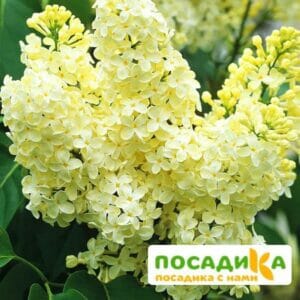 Сирень Примроуз (Primrose) купить по цене от 529.00р. в интернет-магазине «Посадика» с доставкой почтой в в Вязникие и по всей России – [изображение №1].