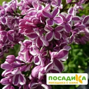 Сирень Сенсация купить по цене от 529.00р. в интернет-магазине «Посадика» с доставкой почтой в в Вязникие и по всей России – [изображение №1].