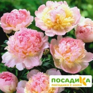 Пион Распберри Сандей (Paeonia Raspberry Sundae) купить по цене от 959р. в интернет-магазине «Посадика» с доставкой почтой в в Вязникие и по всей России – [изображение №1].