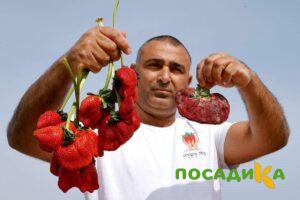 Клубника Гигант Джорнея купить по цене от 266р. в интернет-магазине «Посадика» с доставкой почтой в в Вязникие и по всей России – [изображение №1].