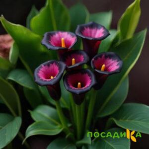 Калла Аура Лейс купить по цене от 400р. в интернет-магазине «Посадика» с доставкой почтой в в Вязникие и по всей России – [изображение №1].