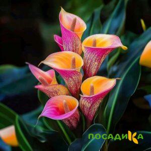 Калла Оникс купить по цене от 450р. в интернет-магазине «Посадика» с доставкой почтой в в Вязникие и по всей России – [изображение №1].