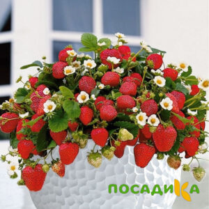 Клубника Рубиновый Шепот (горшечная) купить по цене от 240р. в интернет-магазине «Посадика» с доставкой почтой в в Вязникие и по всей России – [изображение №1].