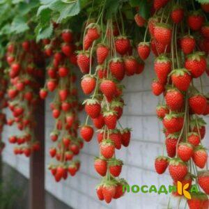 Клубника вьющаяся Комплимент купить по цене от 470р. в интернет-магазине «Посадика» с доставкой почтой в в Вязникие и по всей России – [изображение №1].