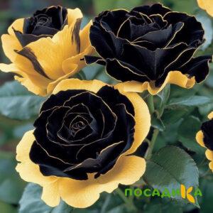 Роза Ханни Сикл купить по цене от 700р. в интернет-магазине «Посадика» с доставкой почтой в в Вязникие и по всей России – [изображение №1].