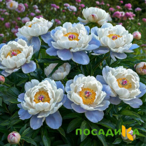 Пион акварельный Этюд купить по цене от 806р. в интернет-магазине «Посадика» с доставкой почтой в в Вязникие и по всей России – [изображение №1].