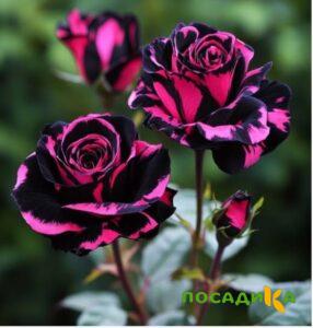 Роза Багровый Шепот купить по цене от 366р. в интернет-магазине «Посадика» с доставкой почтой в в Вязникие и по всей России – [изображение №1].