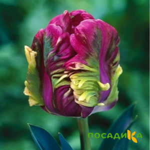 Тюльпан Экзотик Хэвен купить по цене от 186р. в интернет-магазине «Посадика» с доставкой почтой в в Вязникие и по всей России – [изображение №1].
